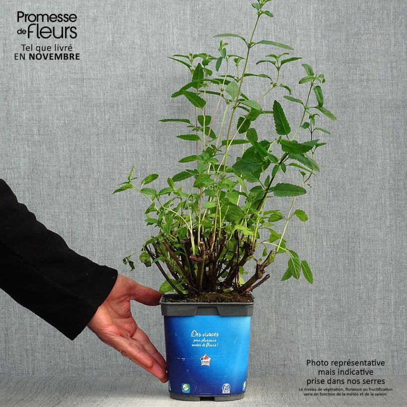 Ejemplar de Salvia uliginosa - Salvia celeste Maceta 2L/3L entregado en otoño