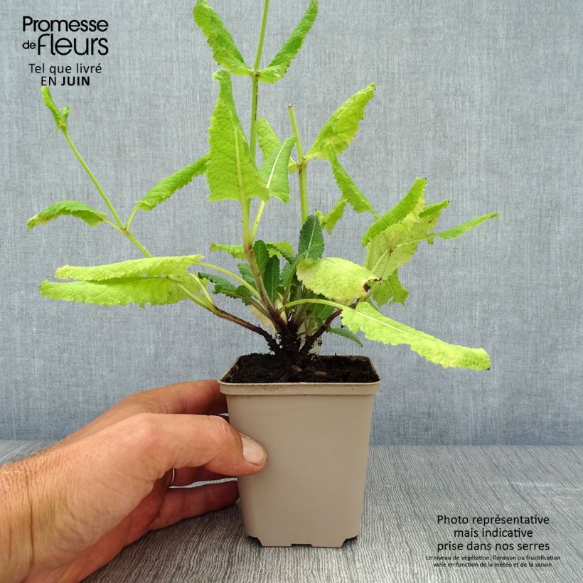 Ejemplar de Salvia pratensis Pink Delight - Salvia de prados Maceta de 8/9 cm entregado en verano