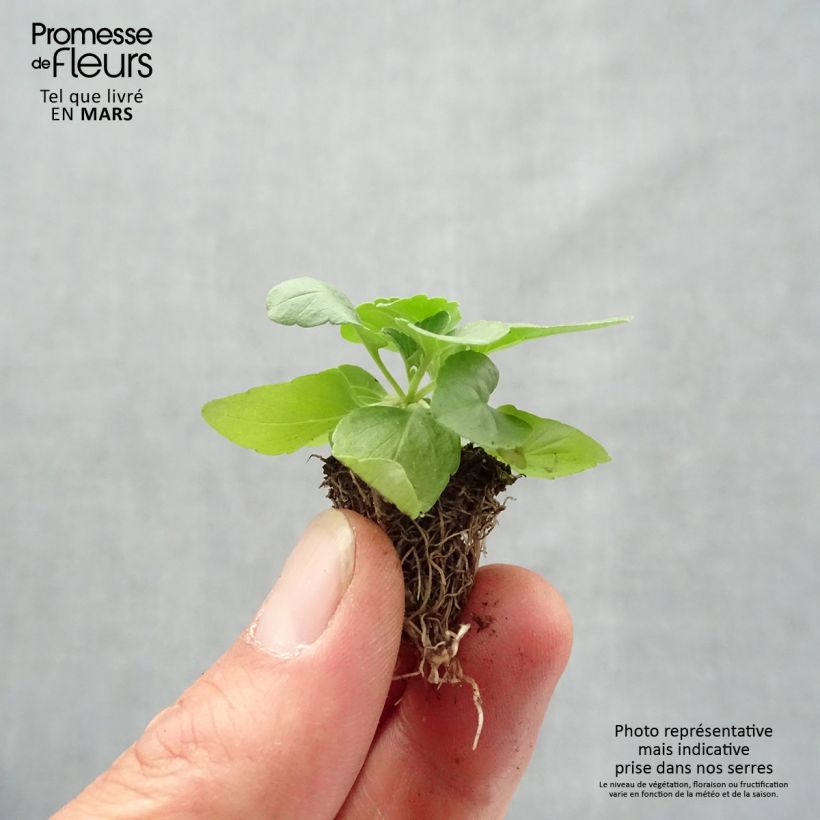Salvia farinacea Saga bleue - Salvia azul Bandeja de semillero: cepellón 3,8 cm x 3,2 cm en bandeja de cultivo por 16 Ejemplar entregado en la primavera