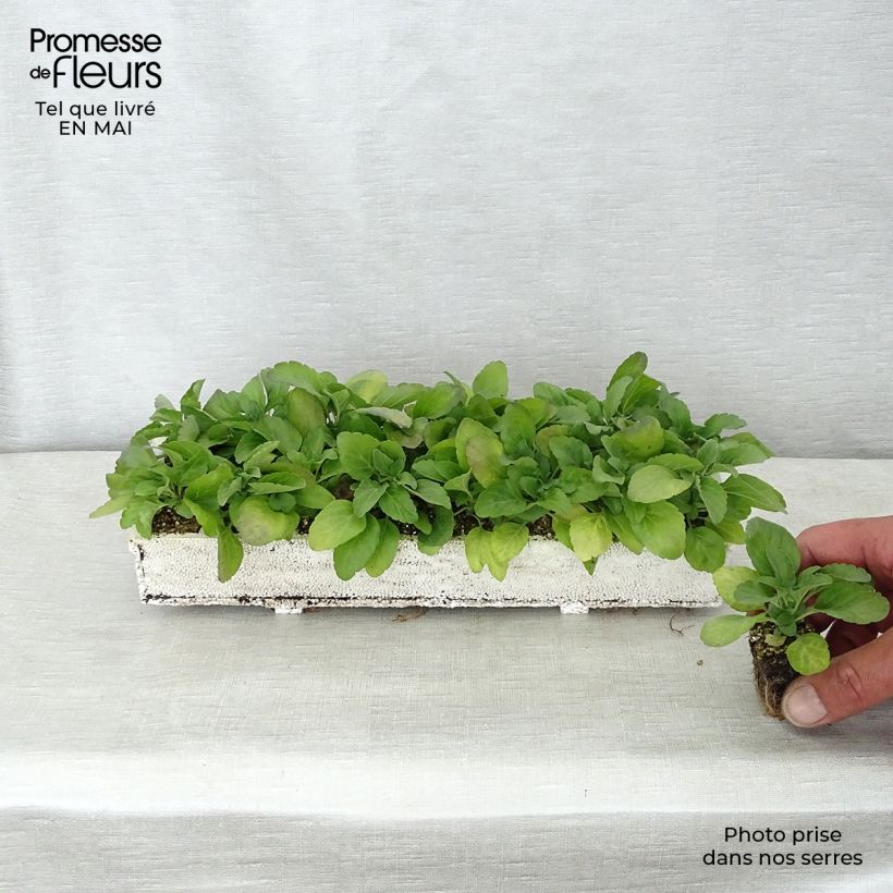 Salvia farinacea Victoria Blue - Salvia azul Bandeja de semillero: cepellón 3,8 cm x 3,2 cm en bandeja de cultivo por 16 Ejemplar entregado en la primavera