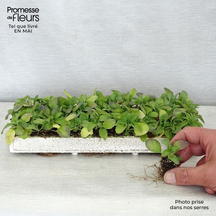 Salvia farinacea Victoria Blue - Salvia azul minicepellón: de 2,2 cm x 2 cm en bandeja de cultivo por 35 Ejemplar entregado en la primavera