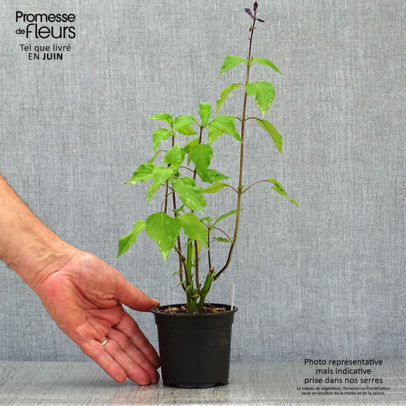Ejemplar de Salvia guaranitica Amistad violet - Salvia azul Maceta de 8/9 cm entregado en verano