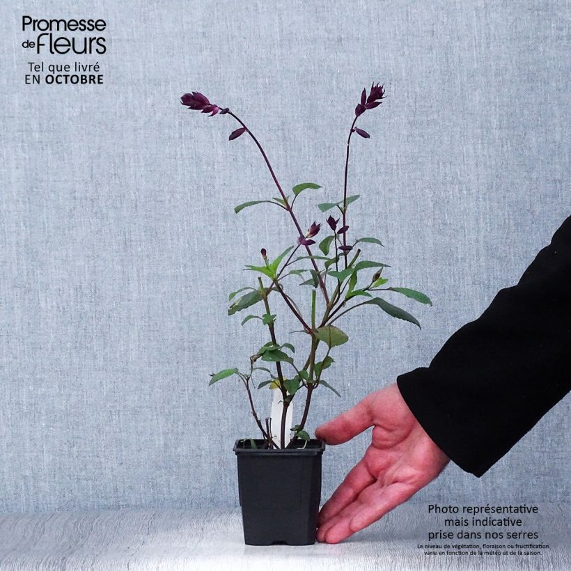 Ejemplar de Salvia buchananii Love and Wishes Maceta de 8/9 cm entregado en otoño