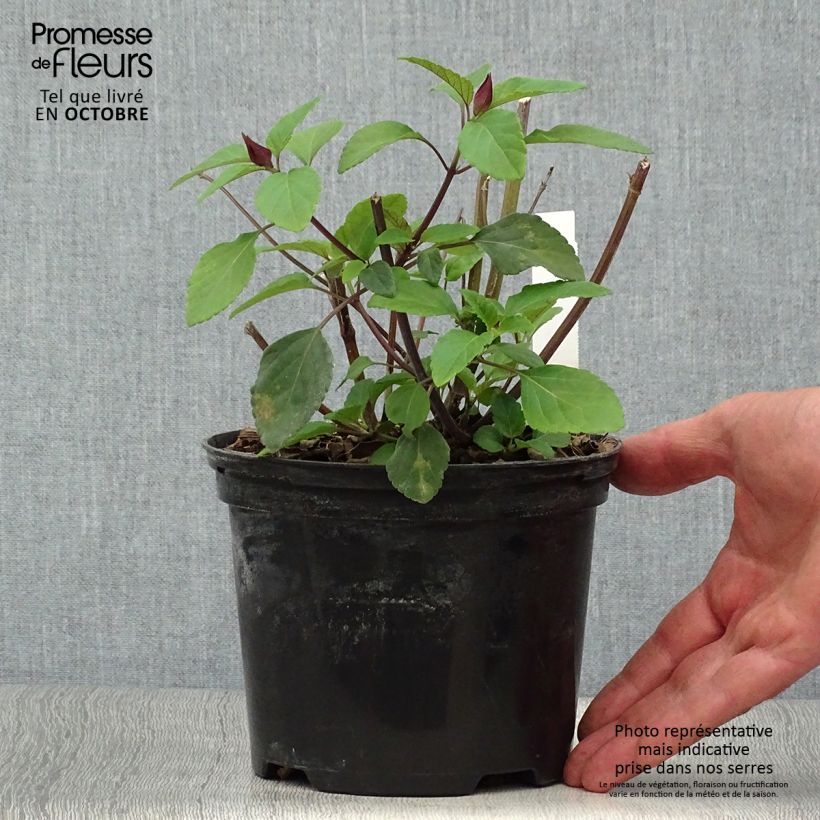 Ejemplar de Salvia buchananii Love and Wishes Maceta 2L/3L entregado en otoño