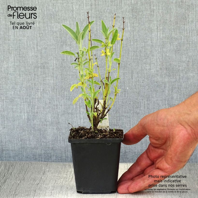 Ejemplar de Salvia real Albiflora Maceta de 8/9 cm entregado en verano