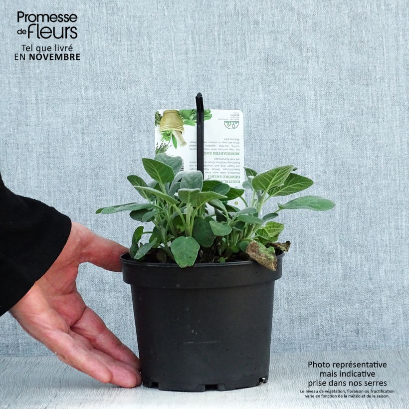 Ejemplar de Salvia real Berggarten Maceta 1,5L/2L entregado en otoño