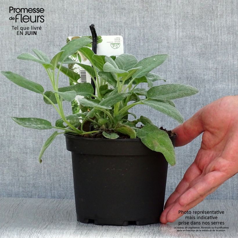 Ejemplar de Salvia real Berggarten Maceta 1,5L/2L entregado en verano