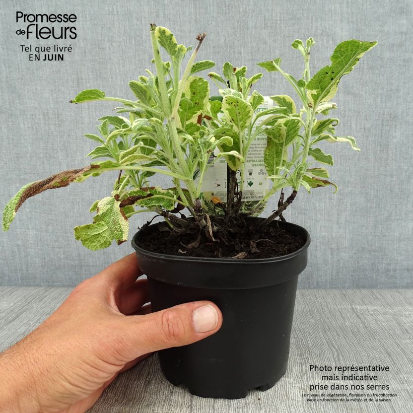 Ejemplar de Salvia real Berggarten Variegated Maceta 1,5L/2L entregado en verano
