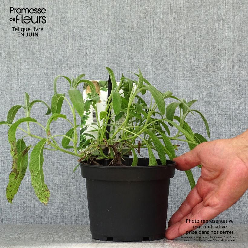 Ejemplar de Salvia real Elephant Ear Maceta 1,5L/2L entregado en verano