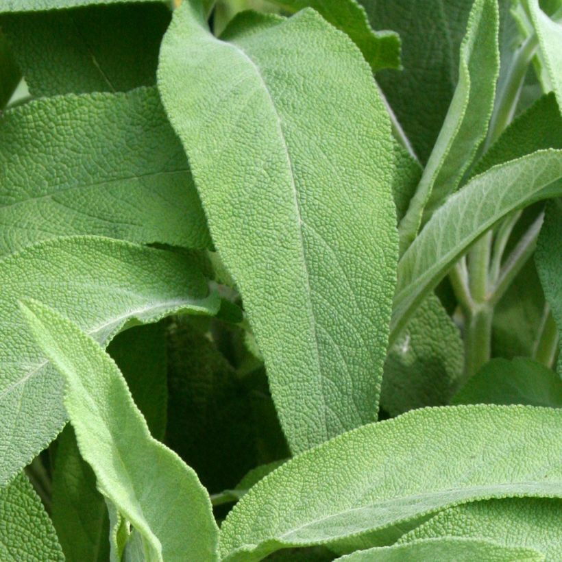 Salvia real Elephant Ear (Follaje)