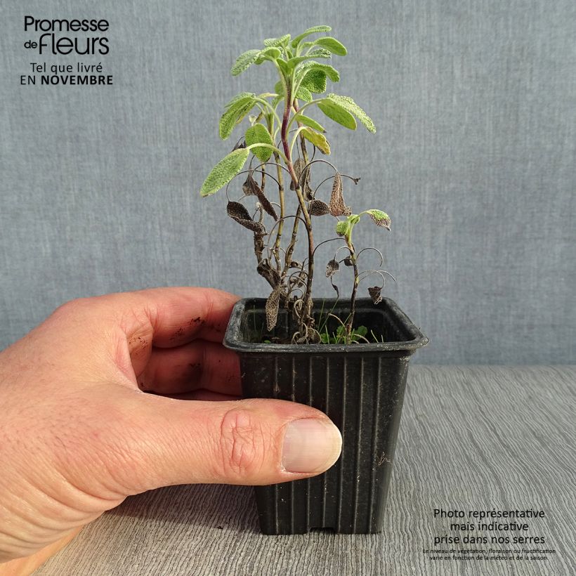 Ejemplar de Salvia real Aurea Maceta de 7/8 cm entregado en otoño