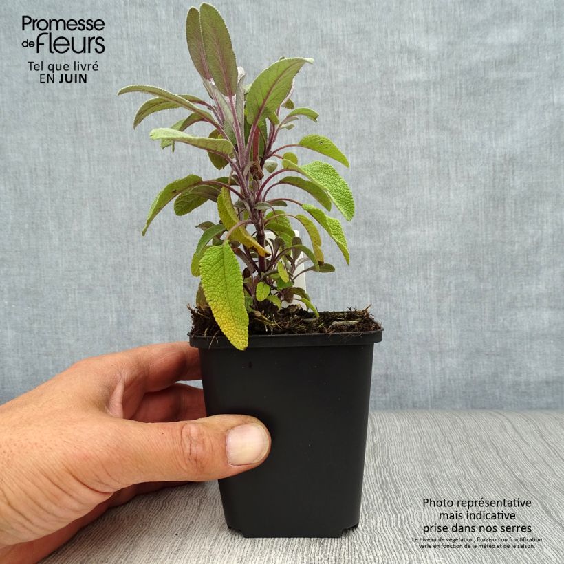 Ejemplar de Salvia real Purpurascens Maceta de 7/8 cm entregado en verano