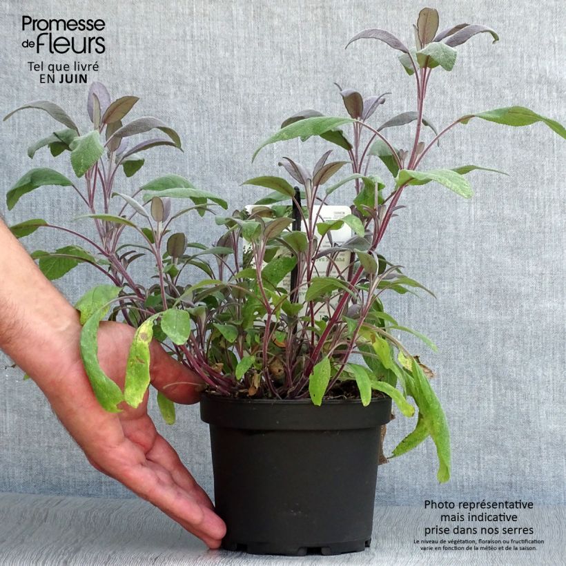 Ejemplar de Salvia real Purpurascens Maceta 1,5L/2L entregado en verano