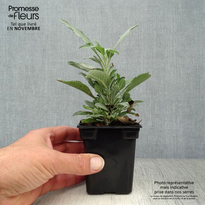 Ejemplar de Salvia real - Salvia officinalis Maceta de 8/9 cm entregado en otoño