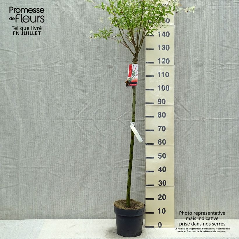 Ejemplar de Salix integra Flamingo - Sauce Maceta 4L/5LAltura de entrega aprox. 100/125cm entregado en verano