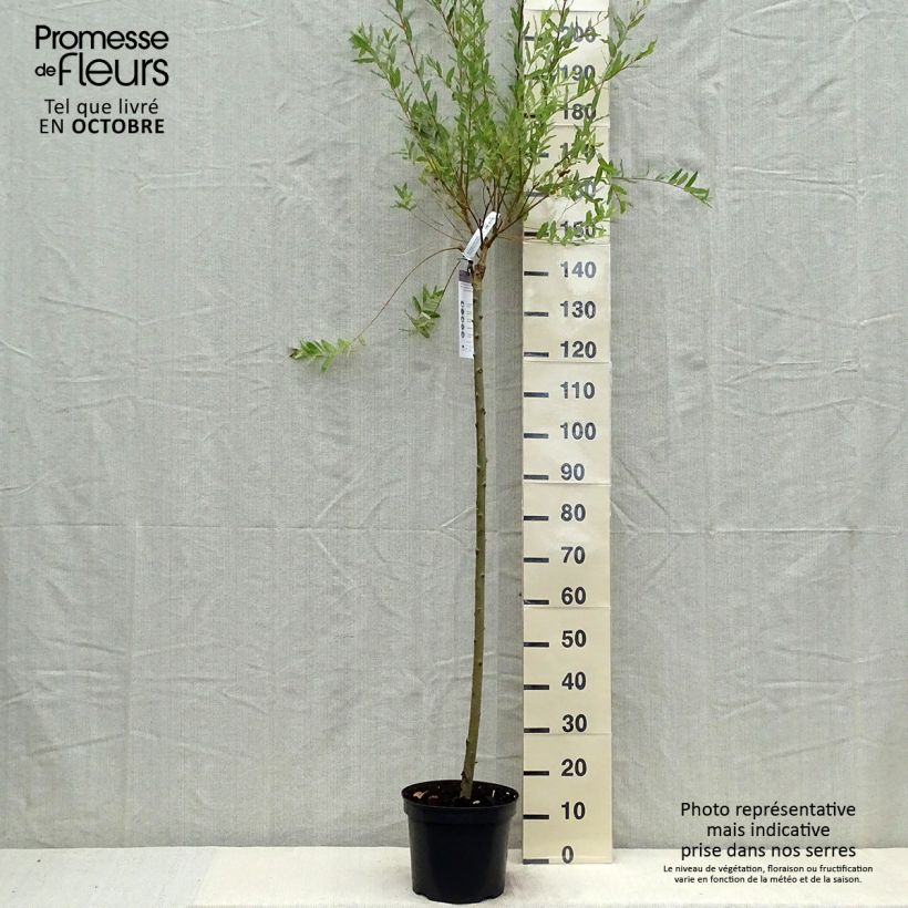 Ejemplar de Salix integra Hakuro Nishiki - Sauce japonés de hojas variegadas Maceta 7,5L/10L entregado en otoño