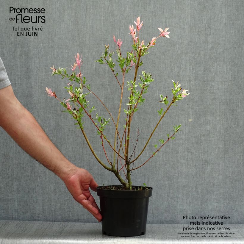 Ejemplar de Salix integra Hakuro Nishiki - Sauce japonés de hojas variegadas Maceta 2L/3LAltura de entrega aprox. 15/20cm entregado en verano