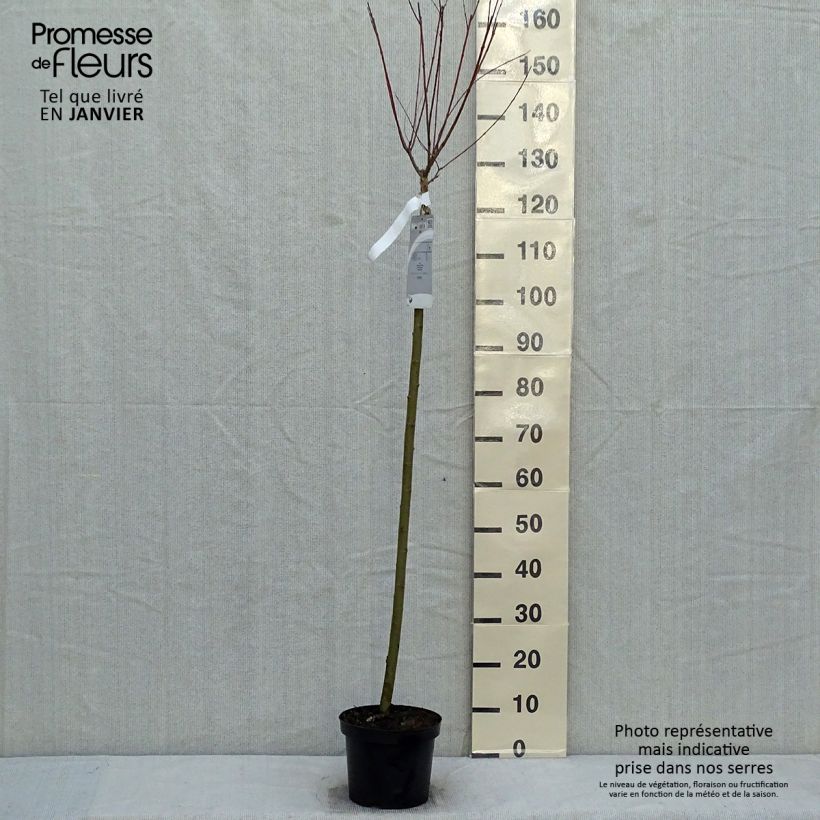 Salix integra Hakuro Nishiki - Sauce japonés de hojas variegadas Maceta 4L/5L Ejemplar entregado en invierno