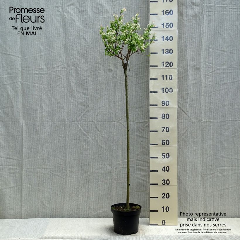 Salix integra Hakuro Nishiki - Sauce japonés de hojas variegadas Maceta 4L/5LAltura de entrega aprox. 100/200cm Ejemplar entregado en la primavera