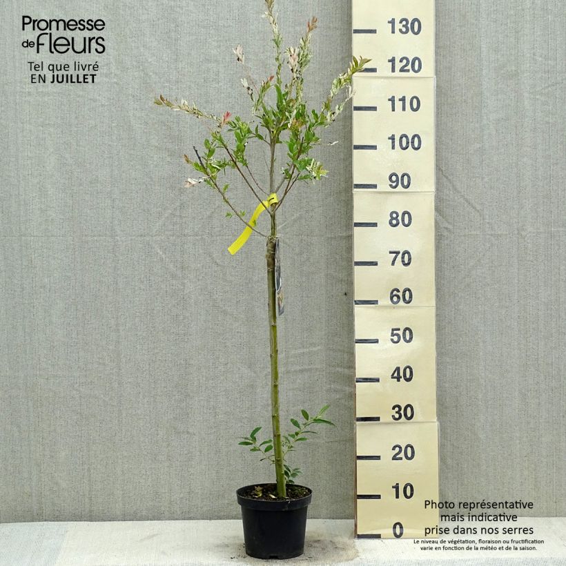 Ejemplar de Salix integra Hakuro Nishiki - Sauce japonés de hojas variegadas Maceta 2L/3LAltura de entrega aprox. 125/150cm entregado en verano