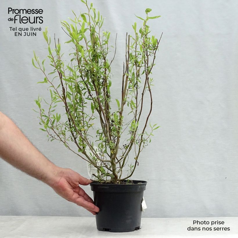 Ejemplar de Salix matsudana Tortuosa - Sauce llorón Maceta 2L/3LAltura de entrega aprox. 30/40cm entregado en verano