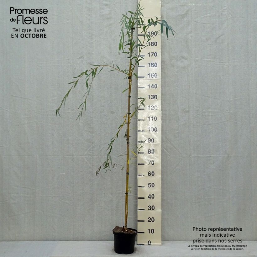Ejemplar de Salix alba Tristis - Sauce blanco llorón Maceta 4L/5L entregado en otoño