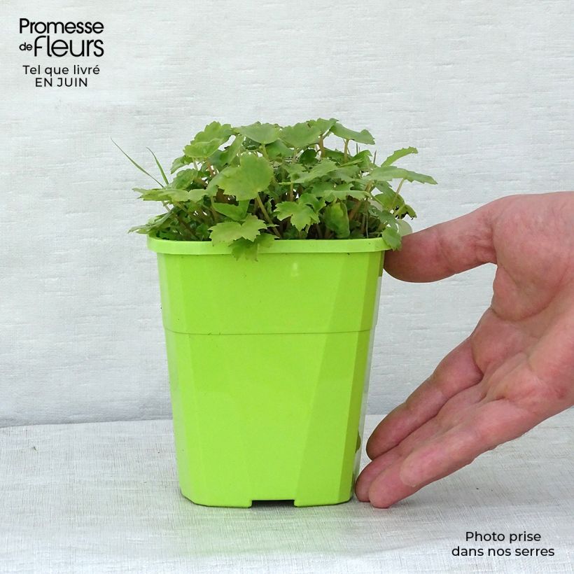 Ejemplar de Saxifraga OPERA Orpheus - Saxífraga Maceta 1L/1,5L entregado en verano