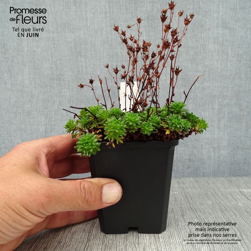 Ejemplar de Saxifraga arendsii Peter Pan - Saxífraga Maceta de 8/9 cm entregado en verano