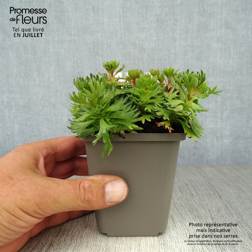 Ejemplar de Saxifraga arendsii Purpurteppich - Saxífraga Maceta de 8/9 cm entregado en verano