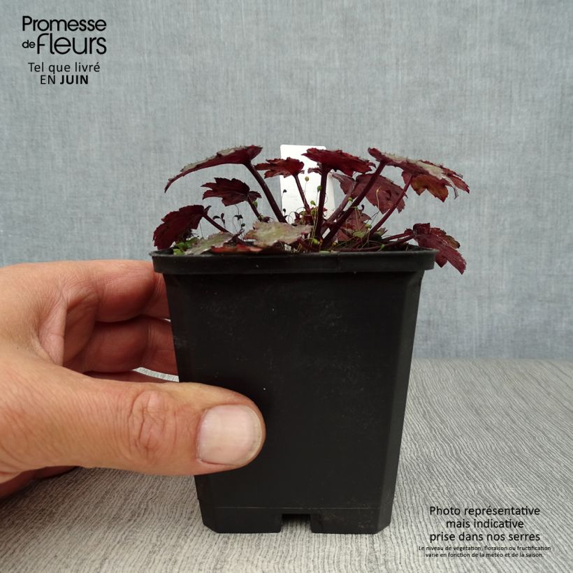 Ejemplar de Saxifraga cortusifolia Black Ruby - Saxífraga Maceta de 8/9 cm entregado en verano