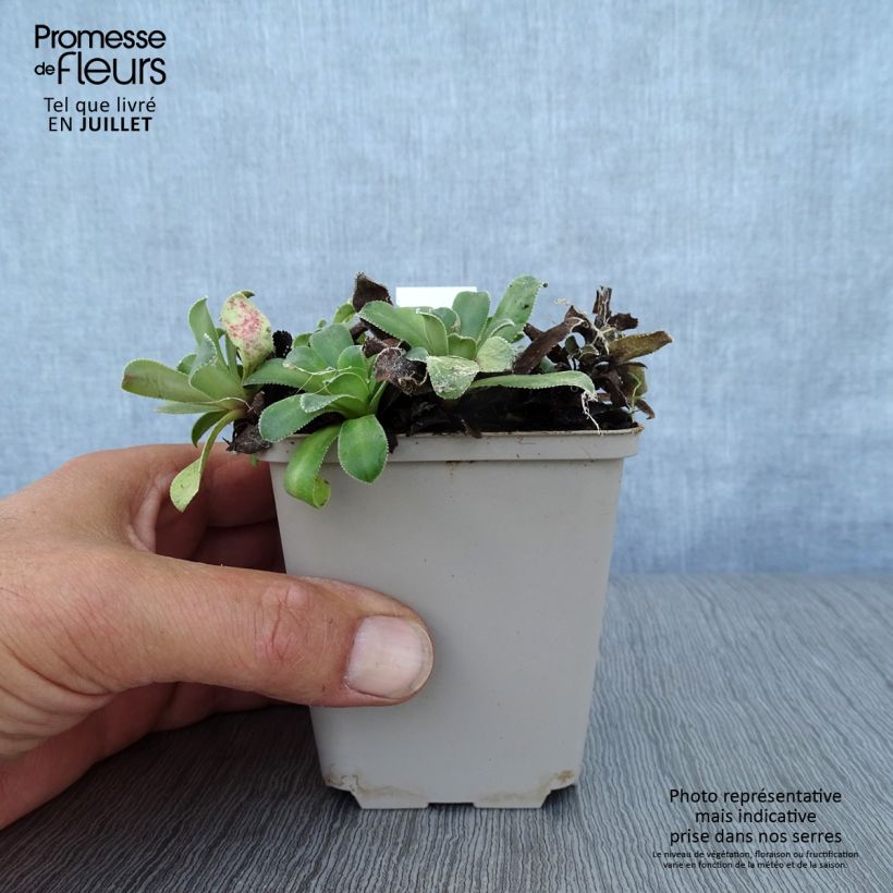 Ejemplar de Saxifraga cotyledon Southside Seedling - Saxífraga Maceta de 8/9 cm entregado en verano