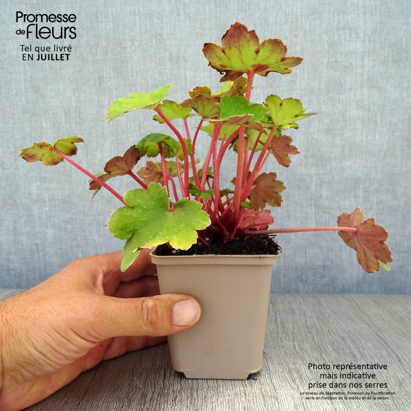 Ejemplar de Saxifraga fortunei Beni Tsukasa - Saxífraga Maceta de 8/9 cm entregado en verano
