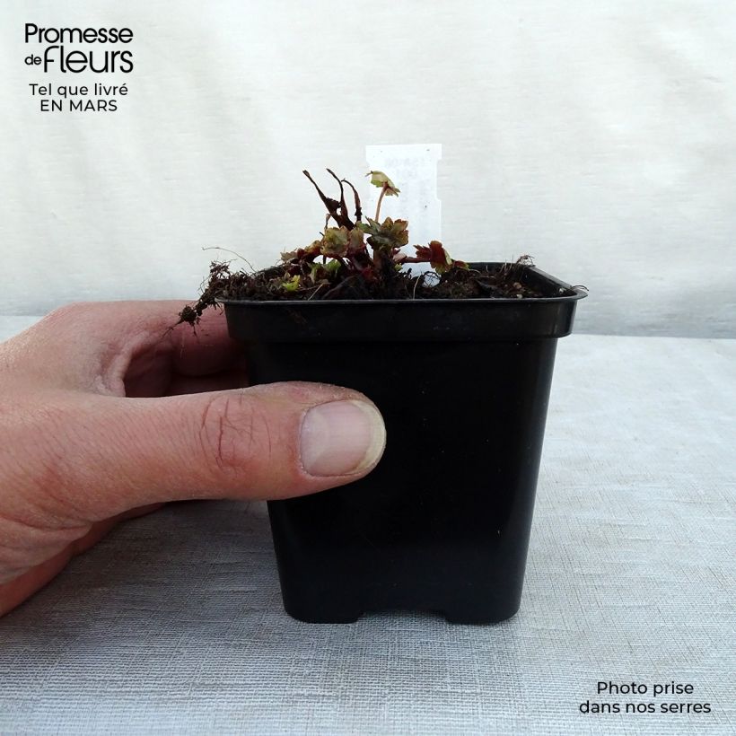 Saxifraga fortunei Gokka - Saxífraga Maceta de 8/9 cm Ejemplar entregado en la primavera