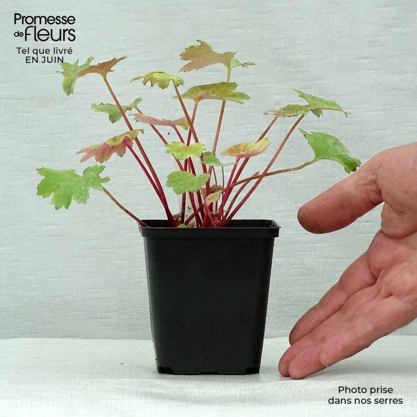 Ejemplar de Saxifraga fortunei Wada - Saxífraga Maceta de 8/9 cm entregado en verano