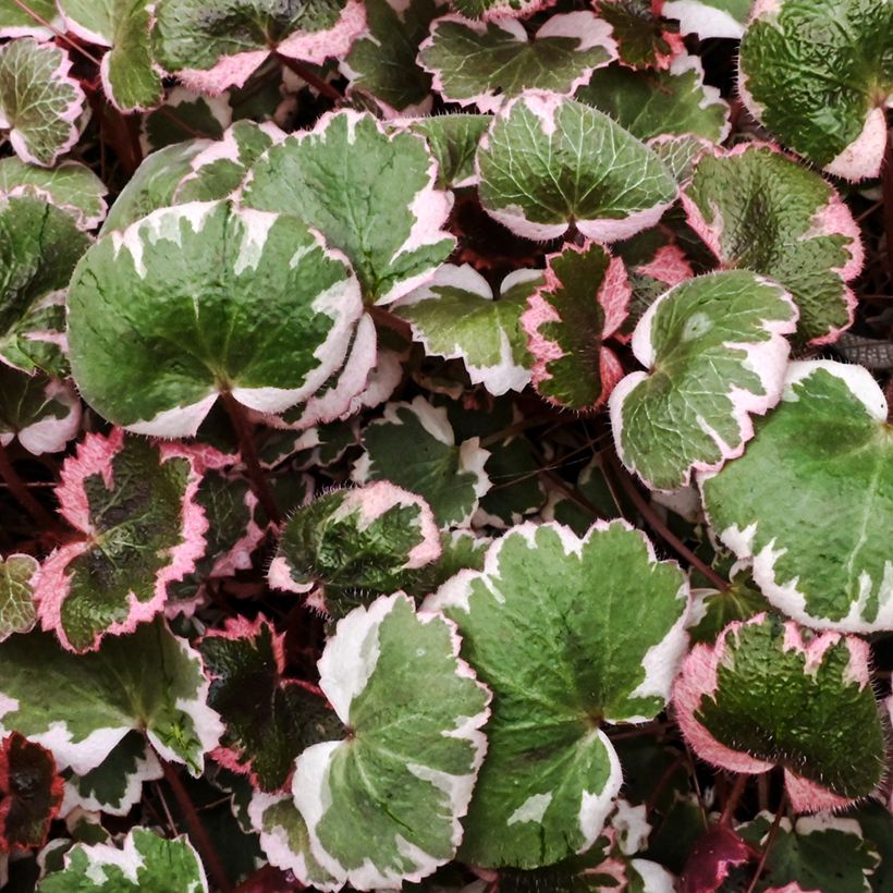 Saxifraga stolonifera Variegata (Follaje)