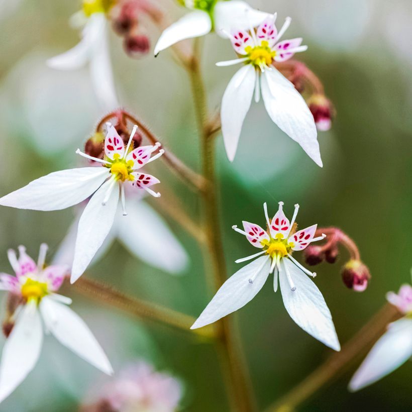 Saxifraga stolonifera Variegata (Floración)
