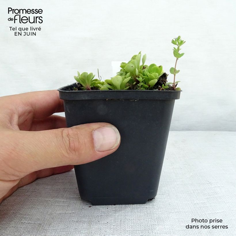 Ejemplar de Saxifraga Clarence Elliott - Saxifraga umbrosa Maceta de 8/9 cm entregado en verano