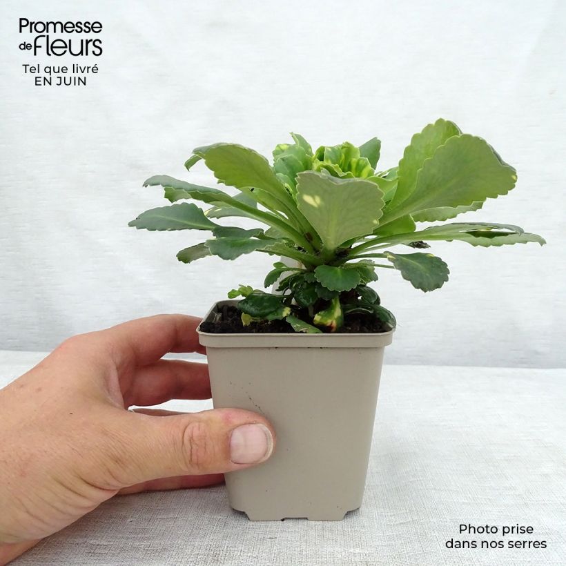 Ejemplar de Saxifraga umbrosa Variegata - Saxífraga Maceta de 8/9 cm entregado en verano