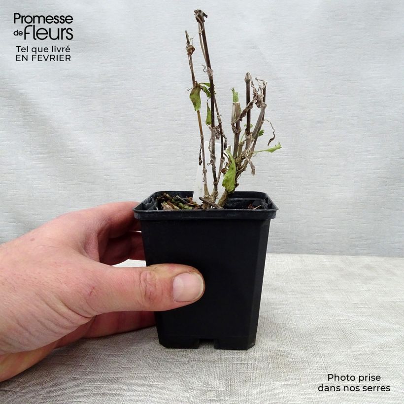 Scabiosa atropurpurea Cherry Vanilla Scoop Maceta de 8/9 cm Ejemplar entregado en invierno