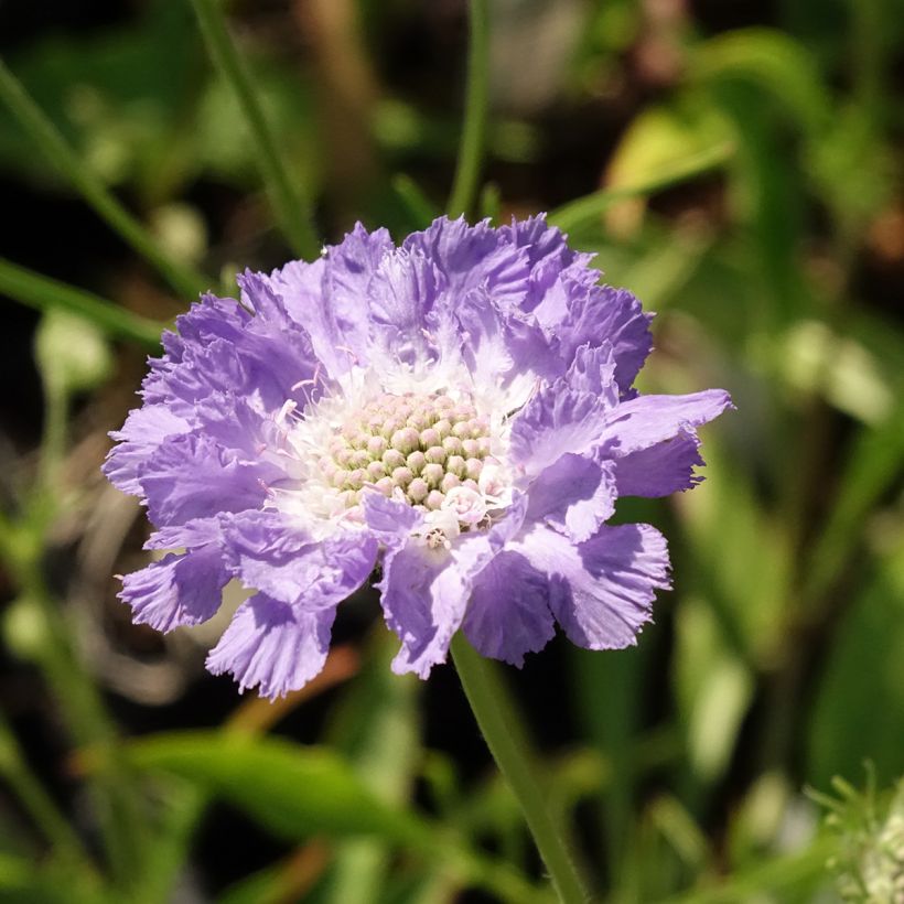 Scabiosa caucasica Perfecta - Escabiosa (Floración)