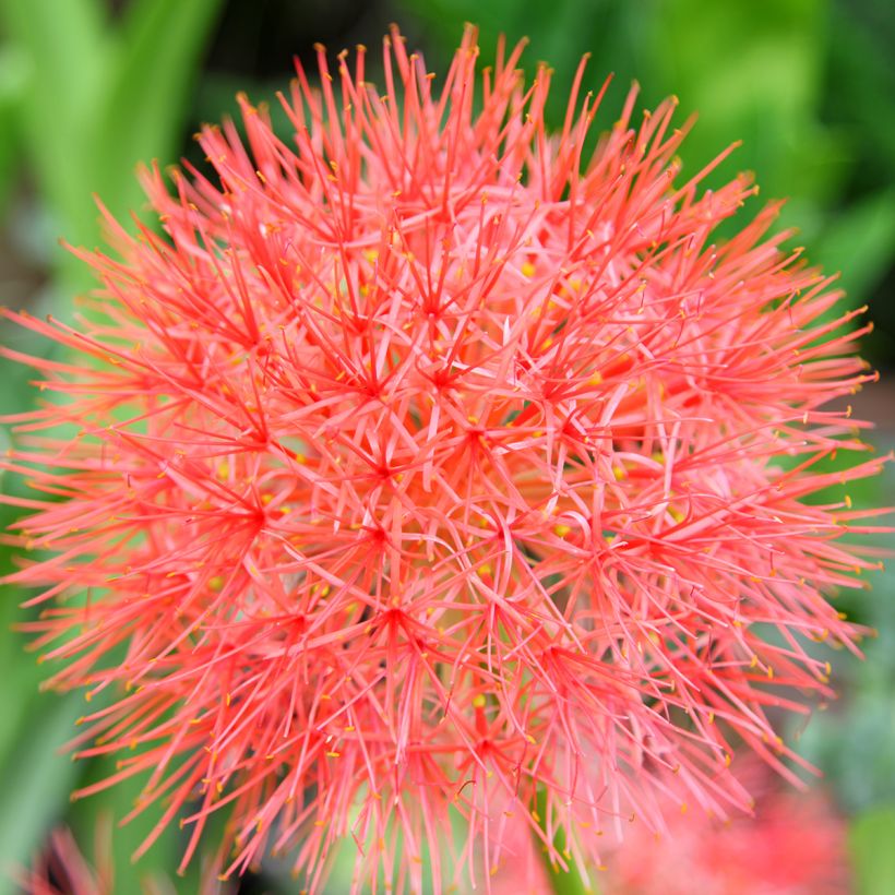 Scadoxus o Haemanthus multiflorus (Floración)