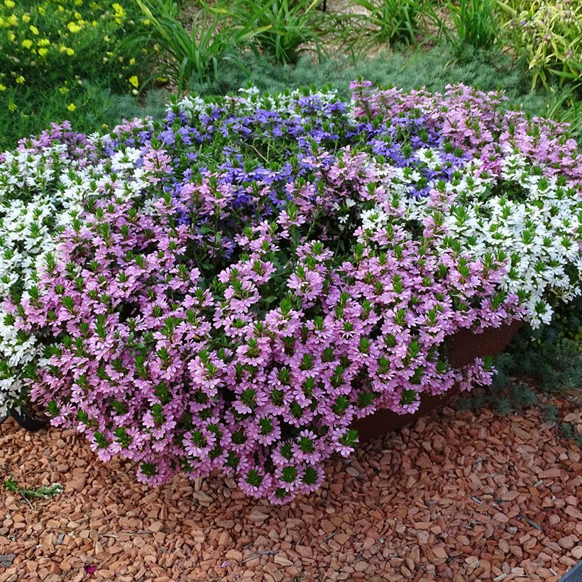 Scaevola aemula Baby Pink Touch (Porte)