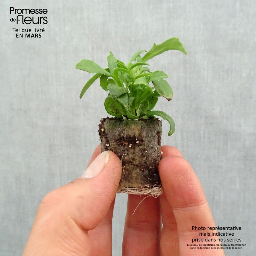 Scaevola aemula Surdiva Blanc minicepellón: Ø 3/4 cm Ejemplar entregado en la primavera