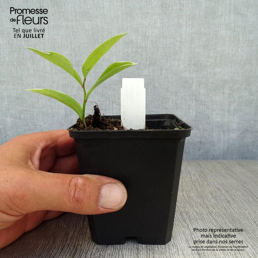 Ejemplar de Polygonatum falcatum Variegatum Maceta de 8/9 cm entregado en verano