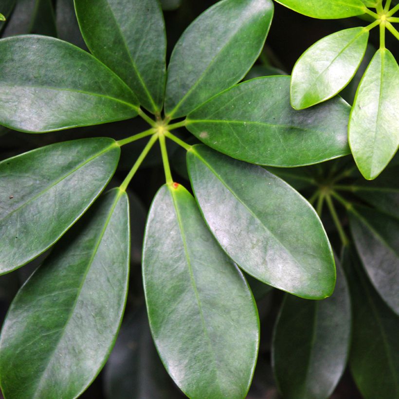 Cheflera - Schefflera arboricola (Follaje)
