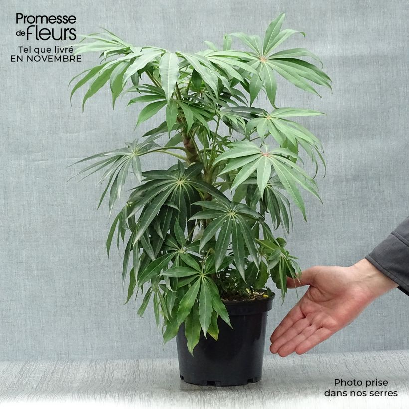 Ejemplar de Schefflera taiwaniana Maceta 2L/3L entregado en otoño