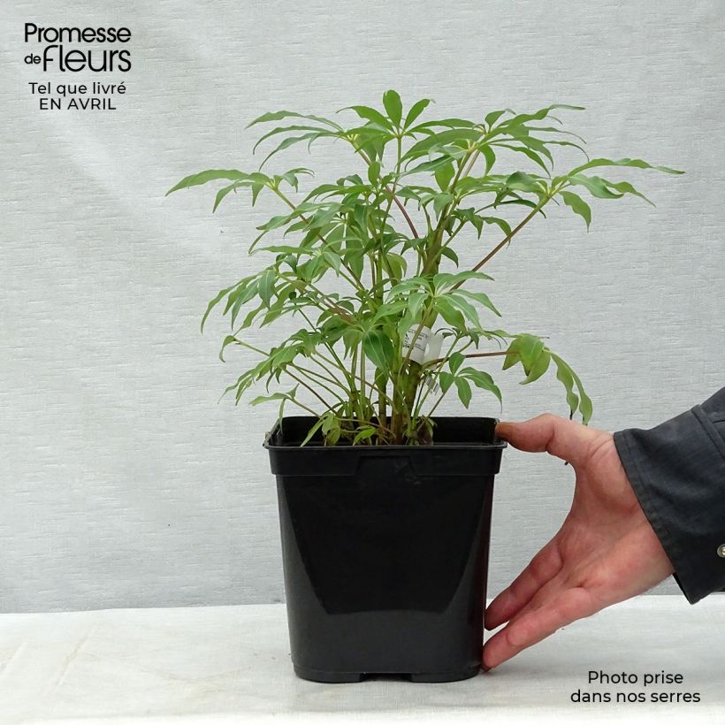 Schefflera taiwaniana Pot de 2L/3L Ejemplar entregado en la primavera