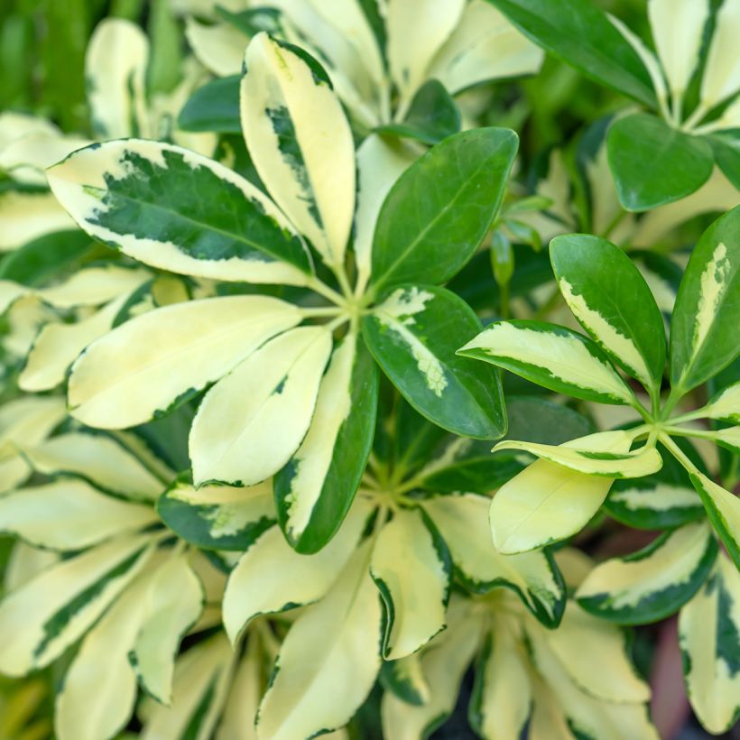 Cheflera - Schefflera Madame De Smet (Follaje)