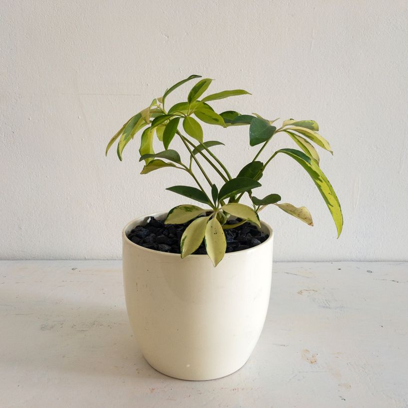 Cheflera - Schefflera Madame De Smet (Porte)