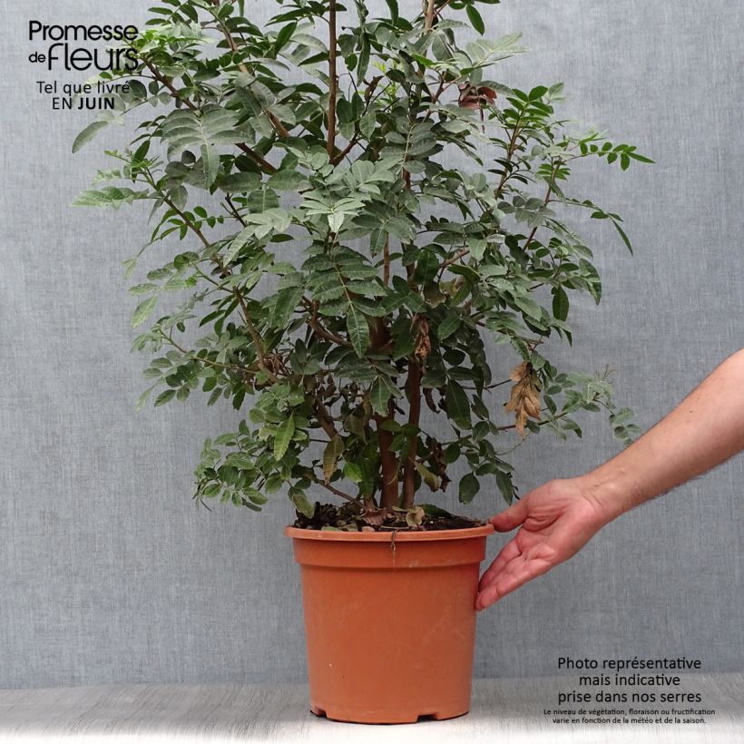 Ejemplar de Schinus terebinthifolius - Pimentero del Brasil Maceta 7,5L/10LAltura de entrega aprox. 50/60cm entregado en verano
